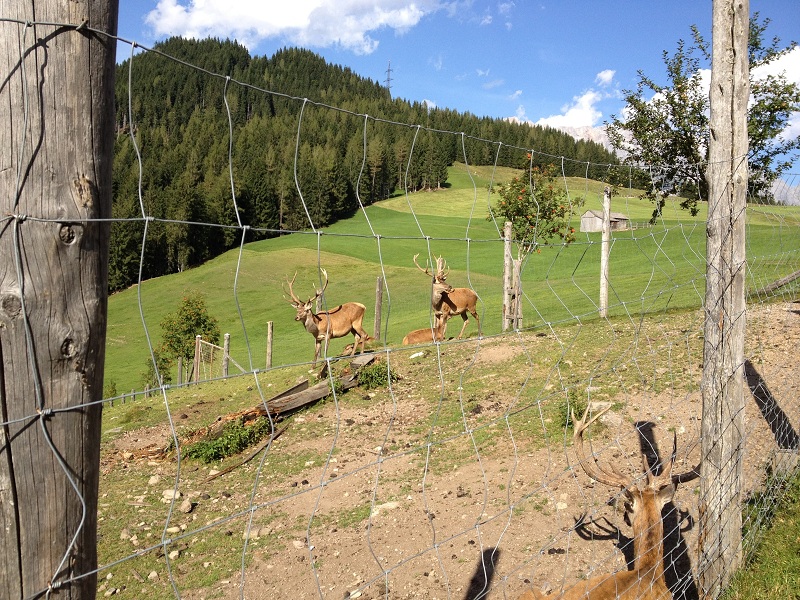 Gasthof Jufen